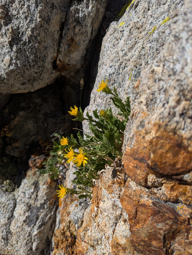 Peirson's Serpentweed photo 3