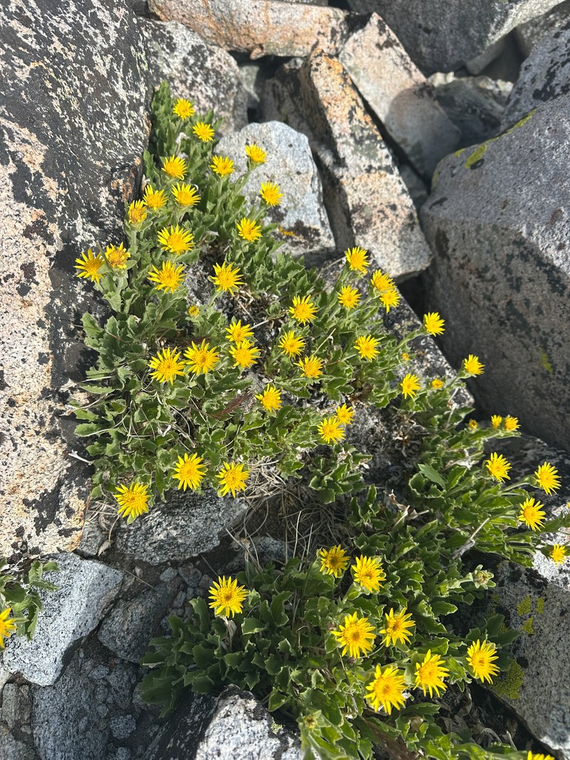 Peirson's Serpentweed photo 4