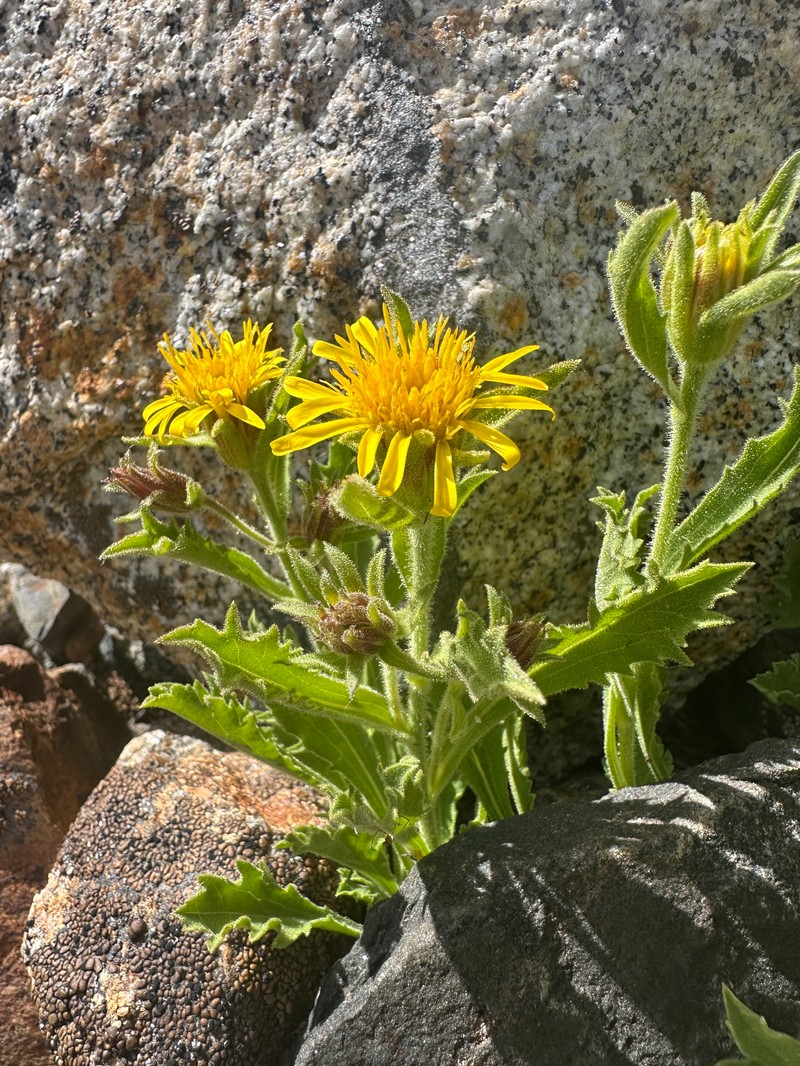 Peirson's Serpentweed photo 5