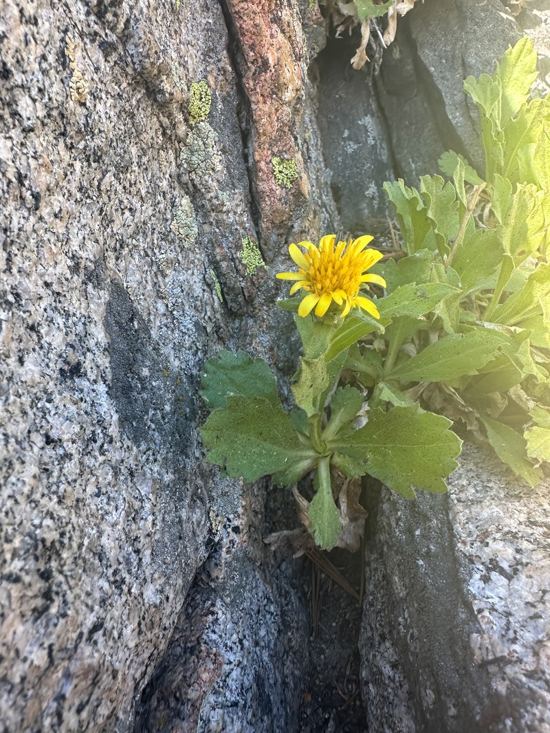 Peirson's Serpentweed photo 6
