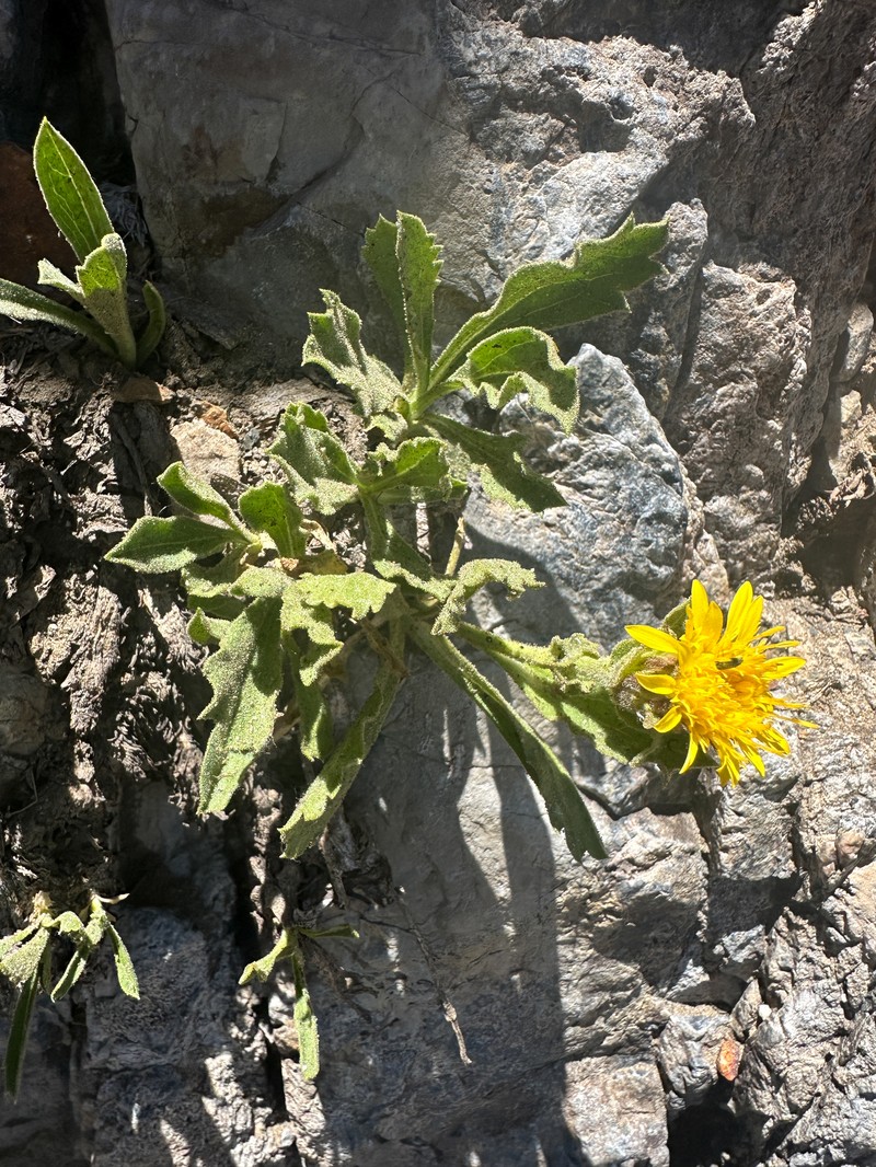 Peirson's Serpentweed photo 7