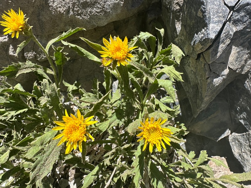 Peirson's Serpentweed photo 8