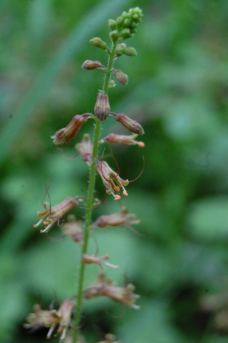 Tolmiea diplomenziesii photo 2