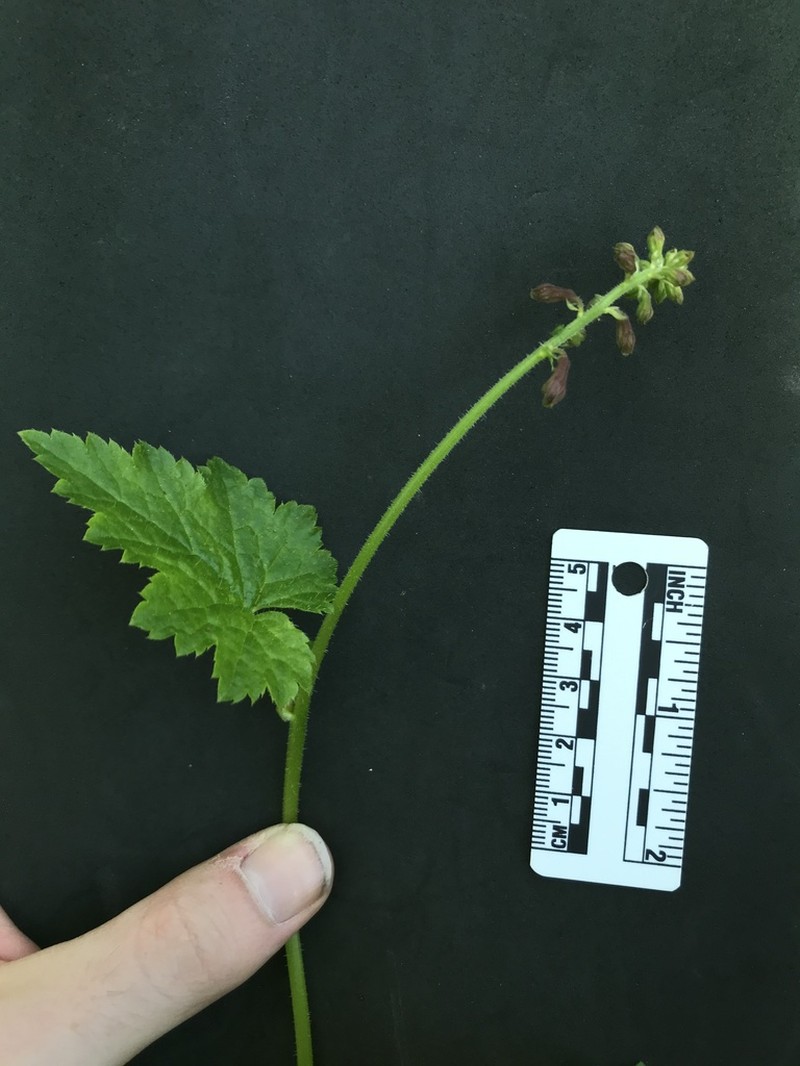 Tolmiea diplomenziesii photo 3
