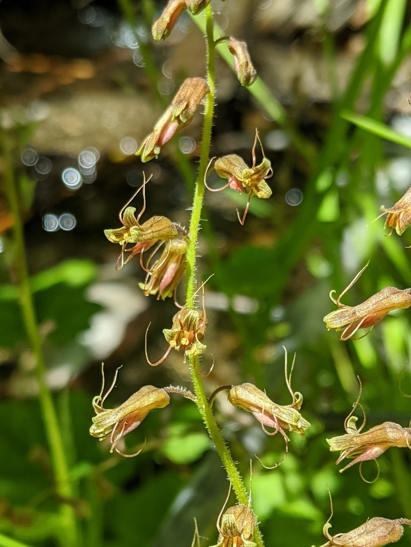 Tolmiea diplomenziesii photo 4