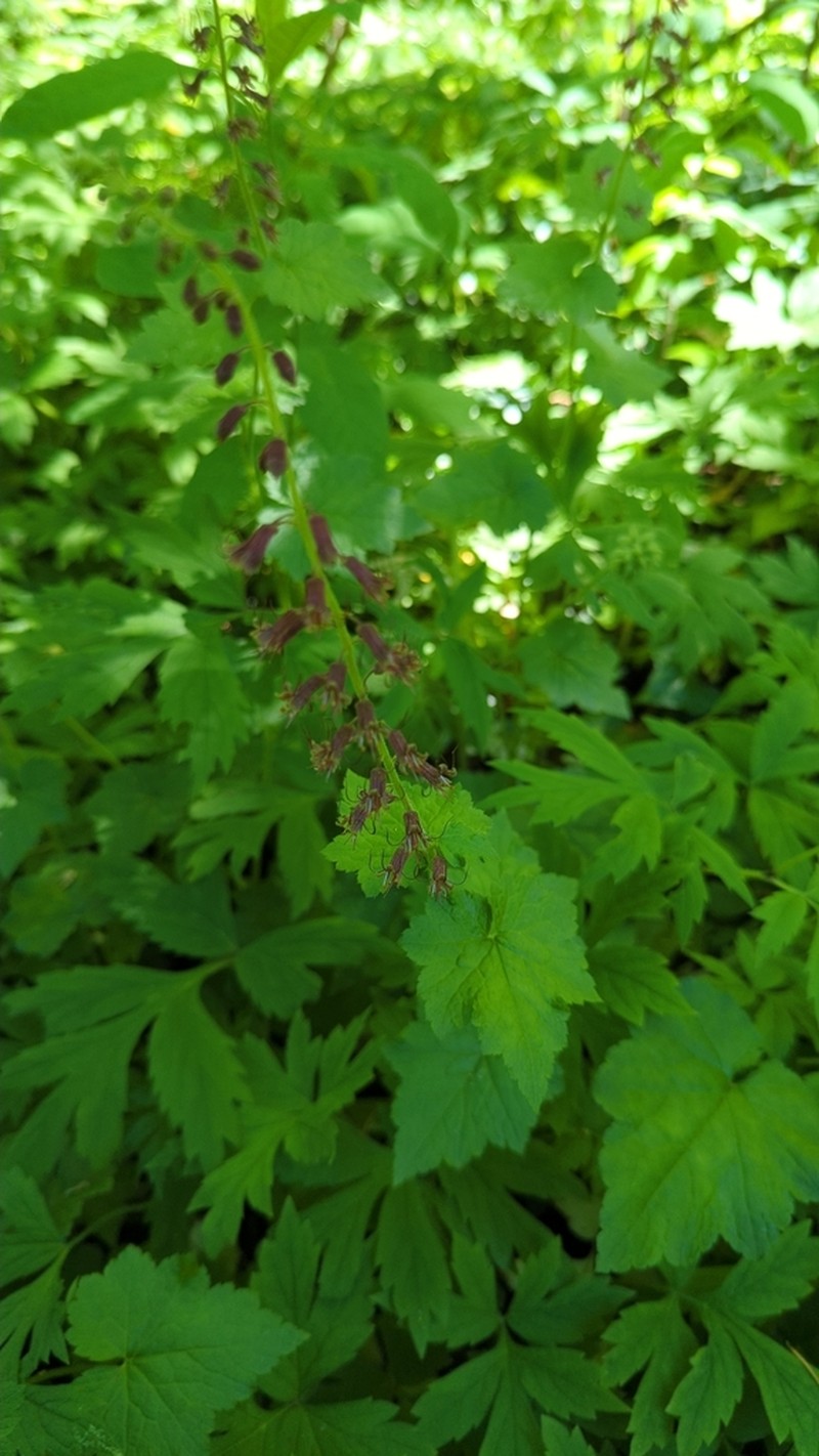 Tolmiea diplomenziesii photo 5
