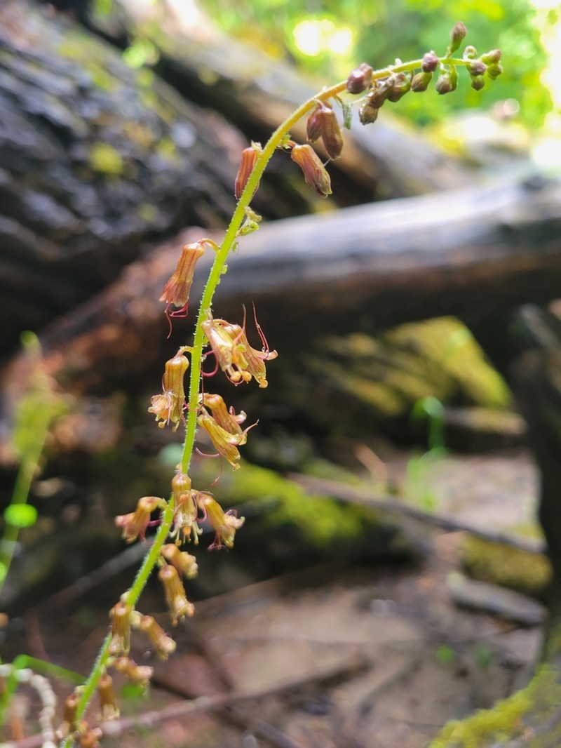 Tolmiea diplomenziesii photo 6