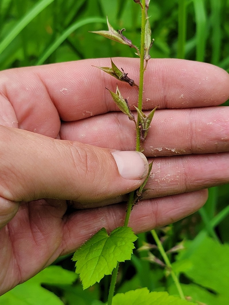 Tolmiea diplomenziesii photo 8