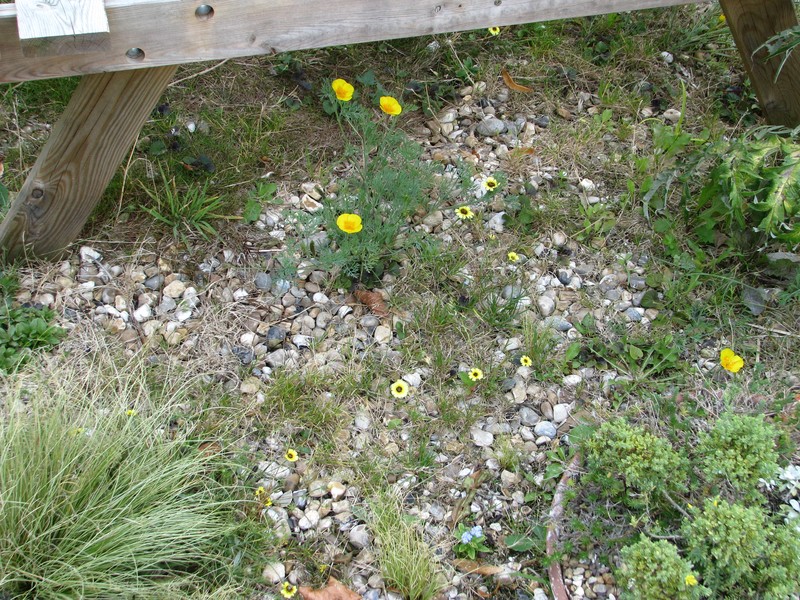 European Umbrella Milkwort photo 5