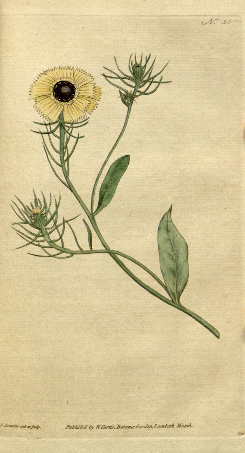 European Umbrella Milkwort photo 6