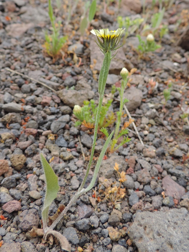 European Umbrella Milkwort photo 2