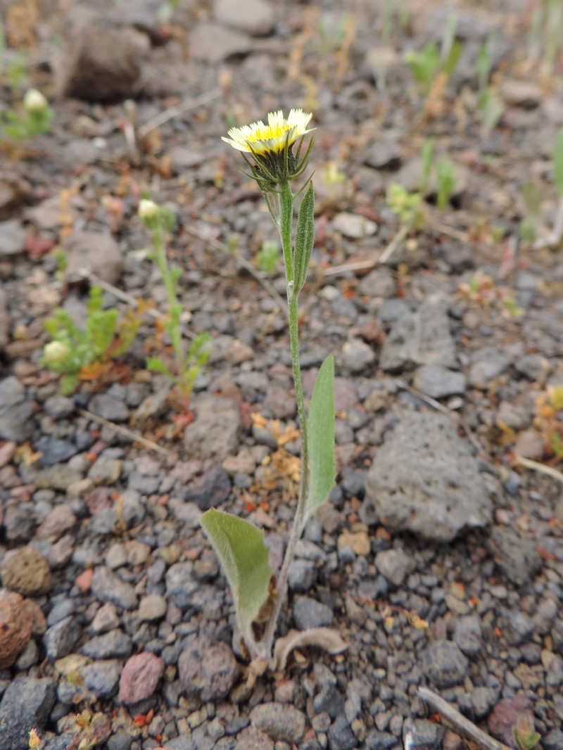 European Umbrella Milkwort photo 3
