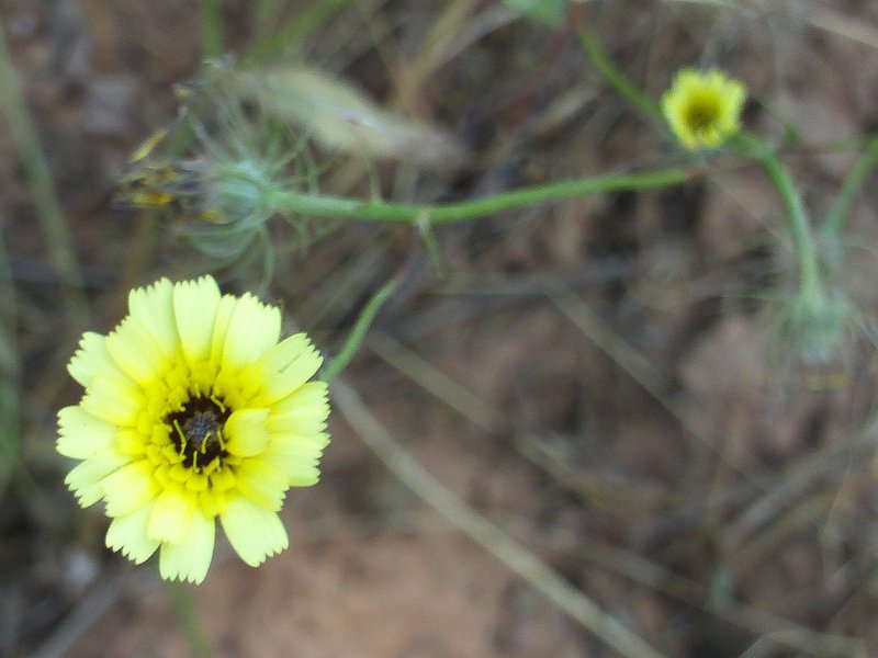 European Umbrella Milkwort photo 7
