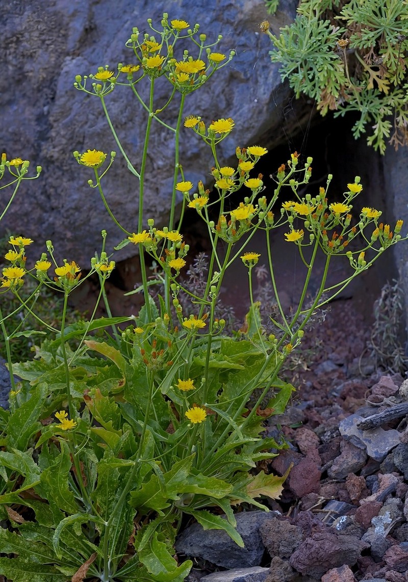 Tolpis santosii