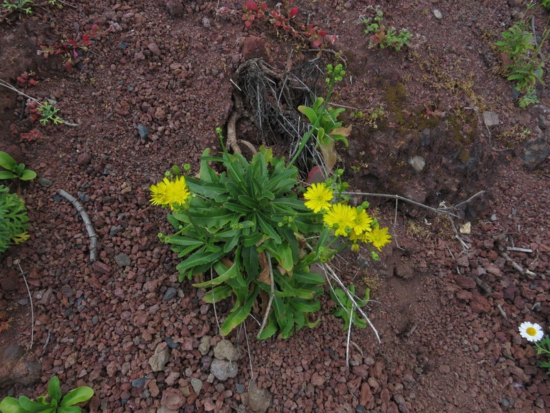 Tolpis santosii photo 2