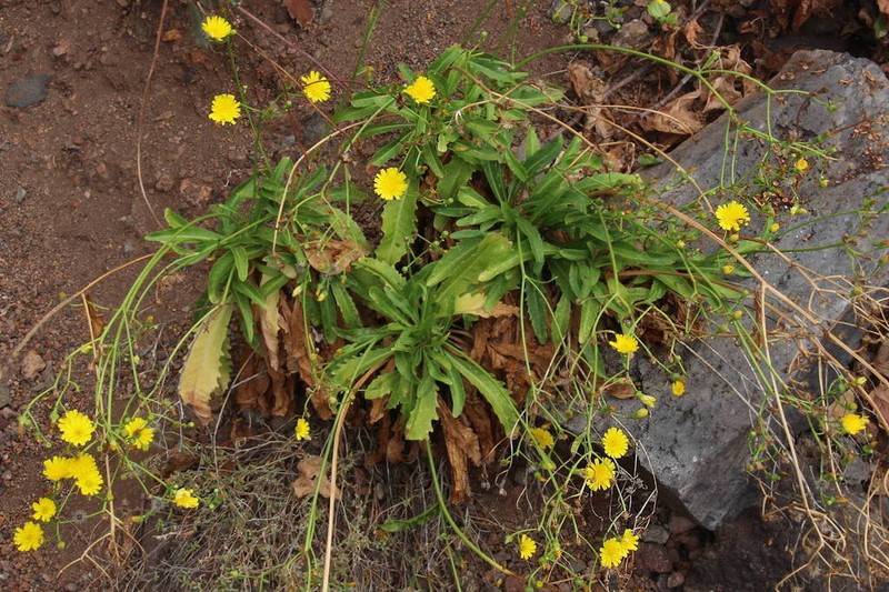 Tolpis santosii photo 3