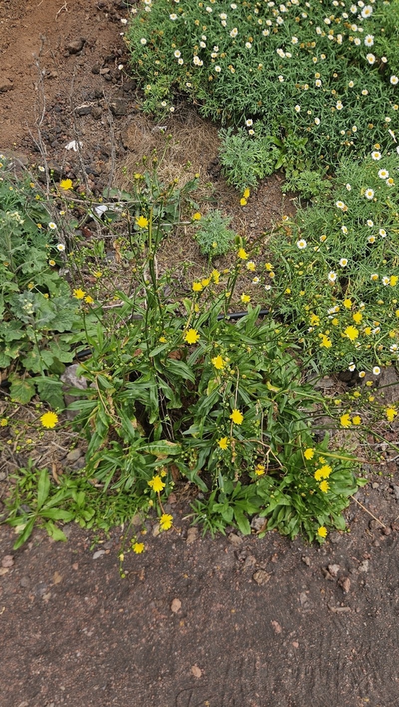Tolpis santosii photo 4
