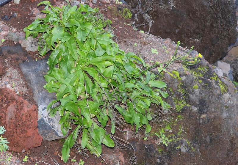 Tolpis santosii photo 5