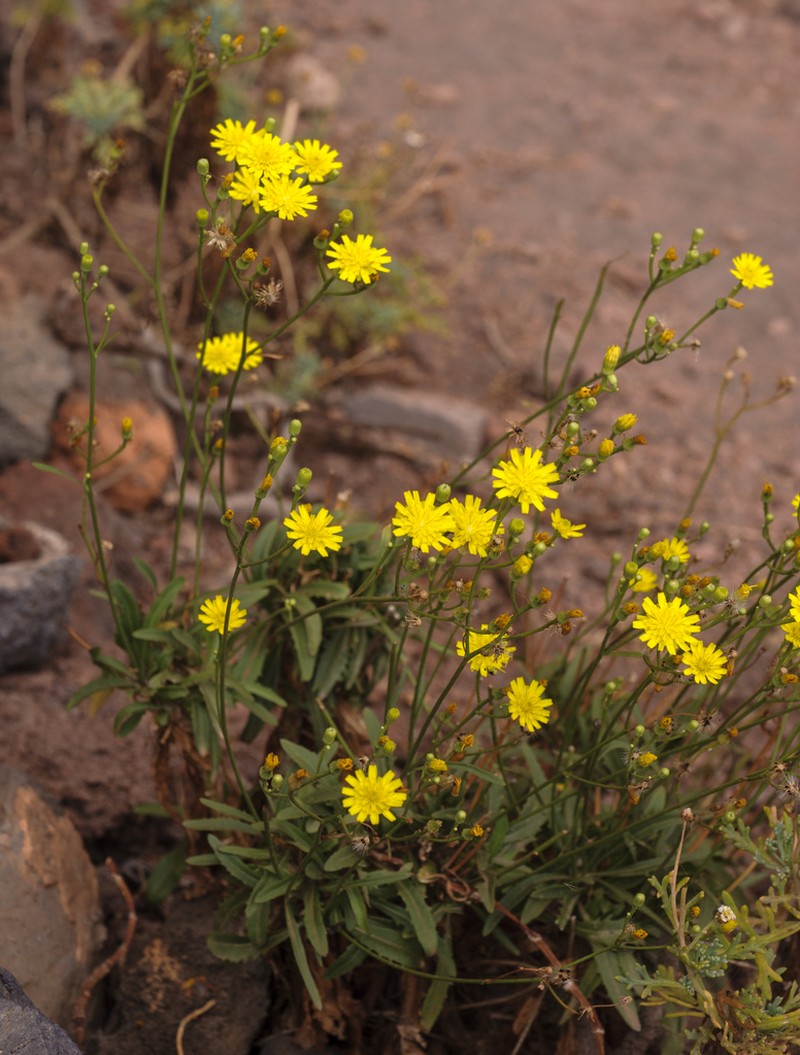 Tolpis santosii photo 6