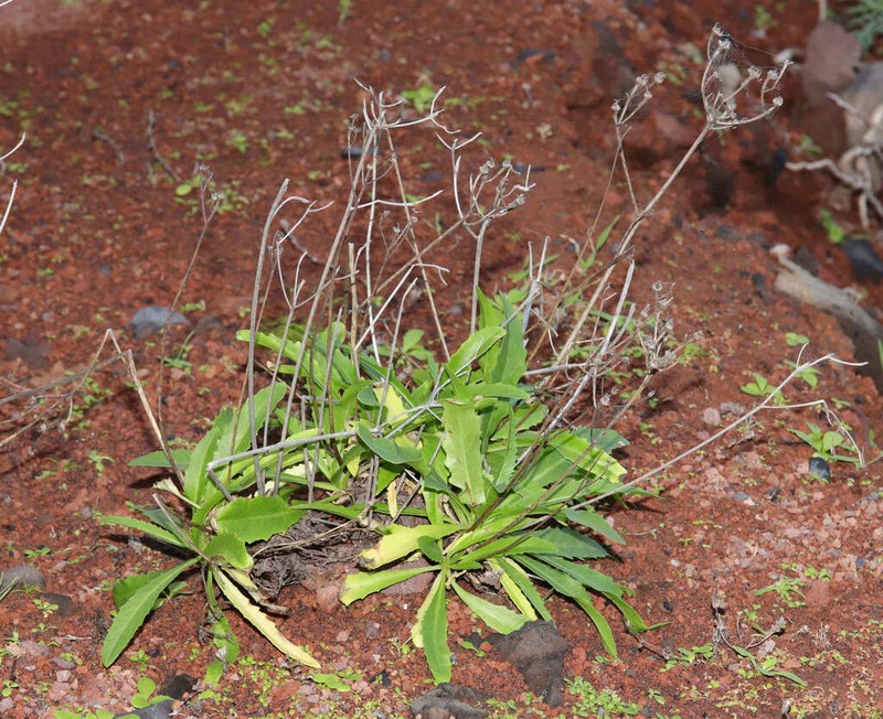 Tolpis santosii photo 7