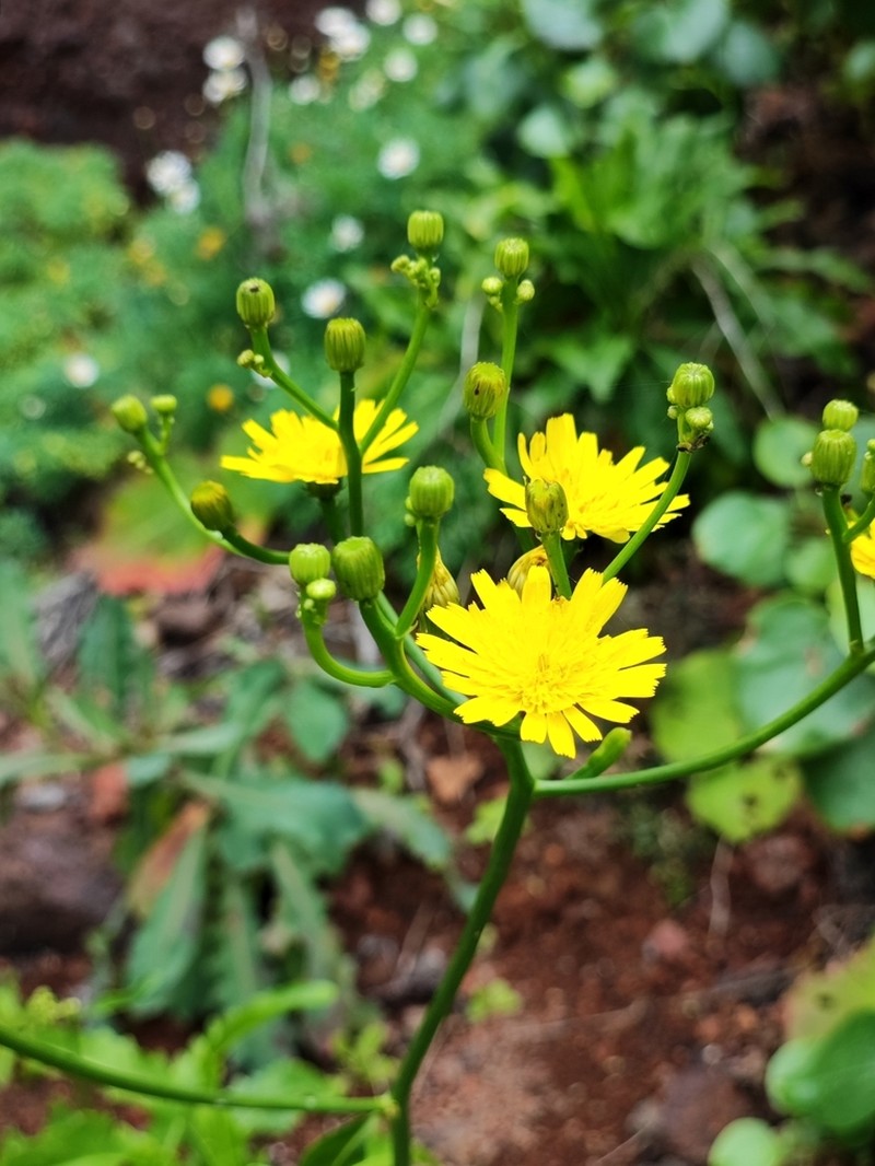 Tolpis santosii photo 8