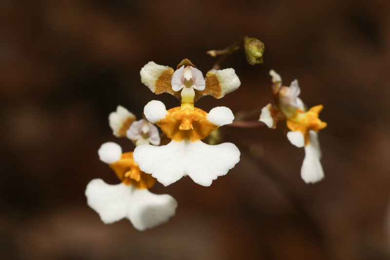 Variegated Orchid photo 2