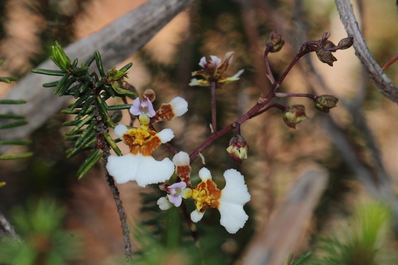 Variegated Orchid photo 5