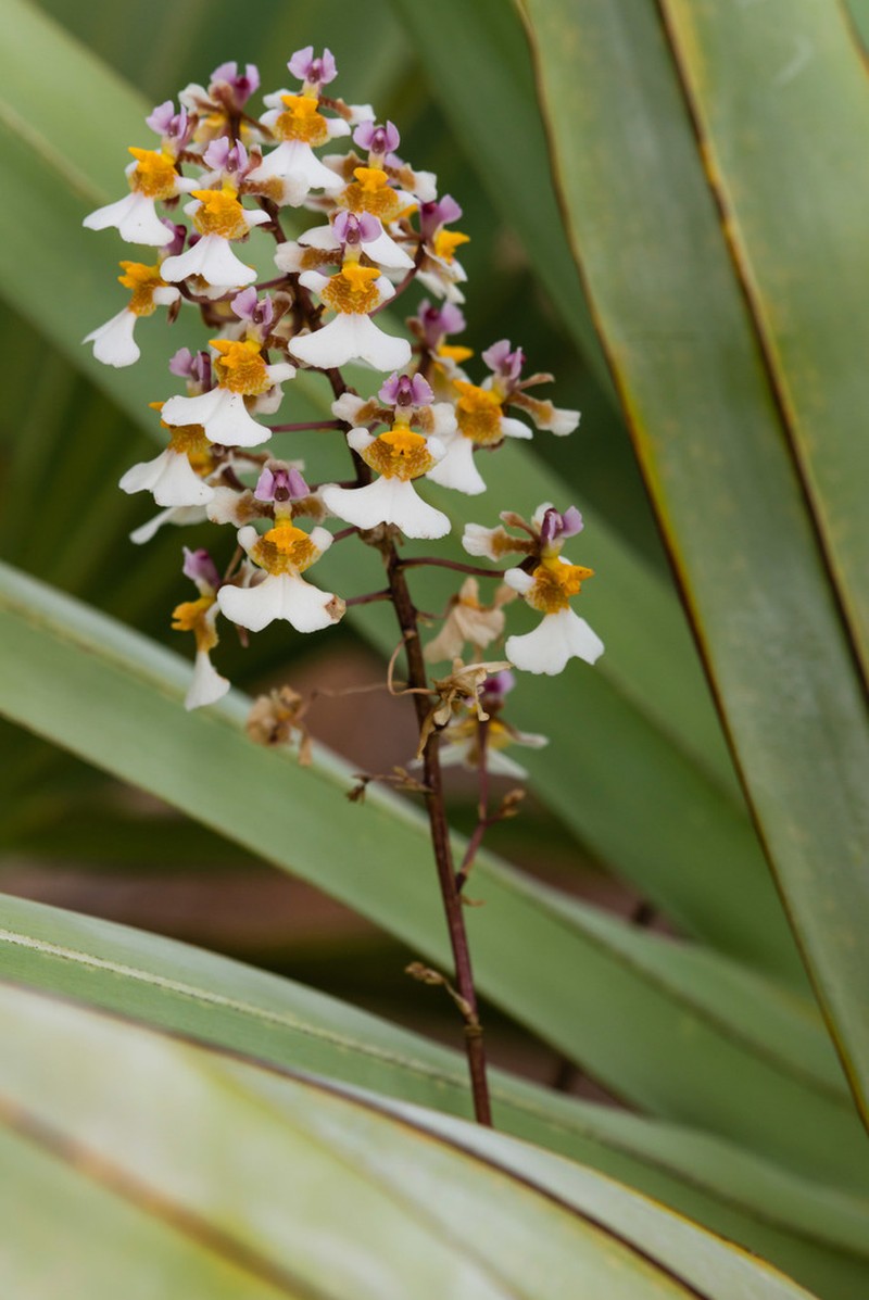 Variegated Orchid photo 6