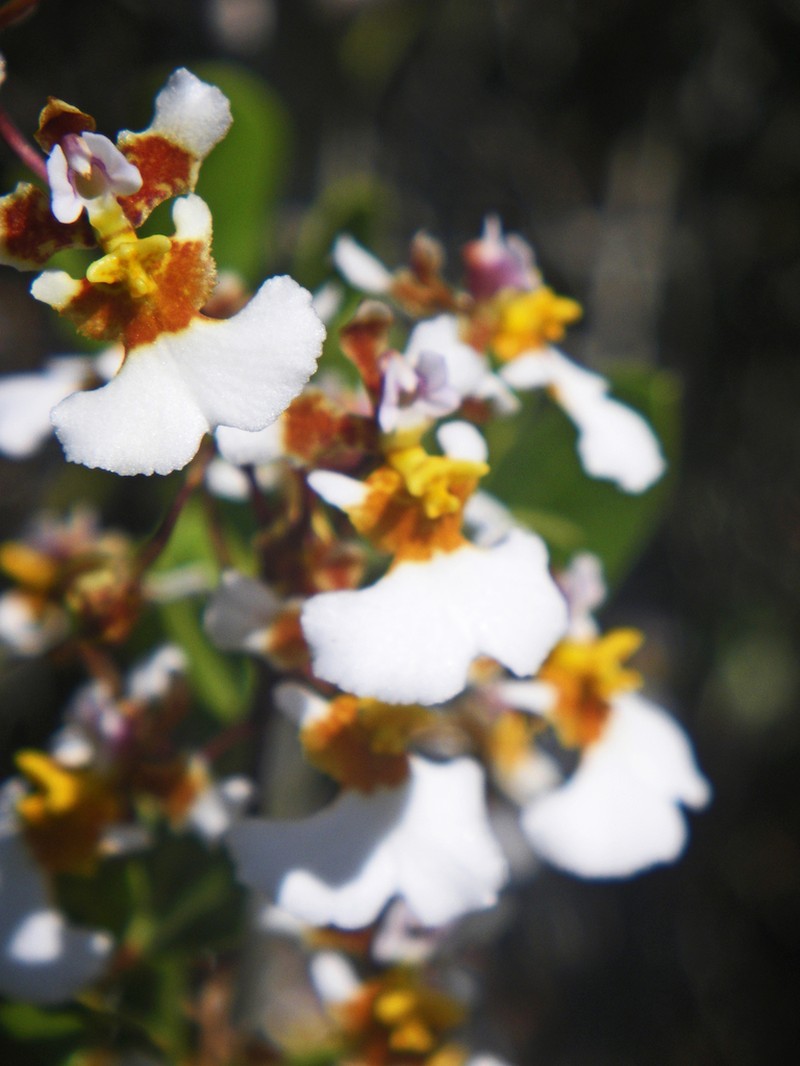 Variegated Orchid photo 7