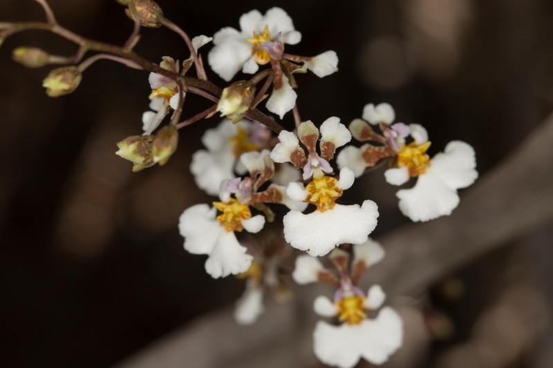 Variegated Orchid photo 8