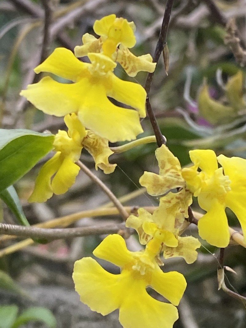 Tropical Dancing-Lady Orchid