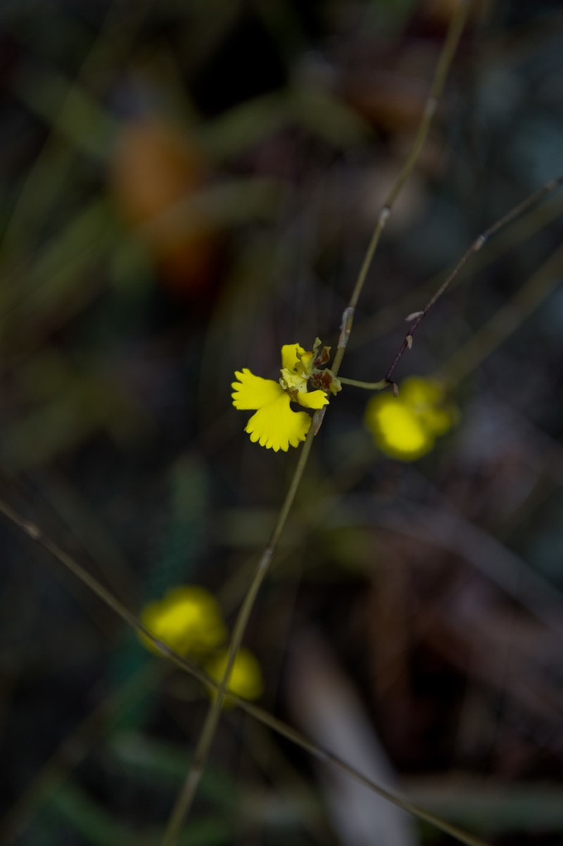 Tropical Dancing-Lady Orchid photo 3