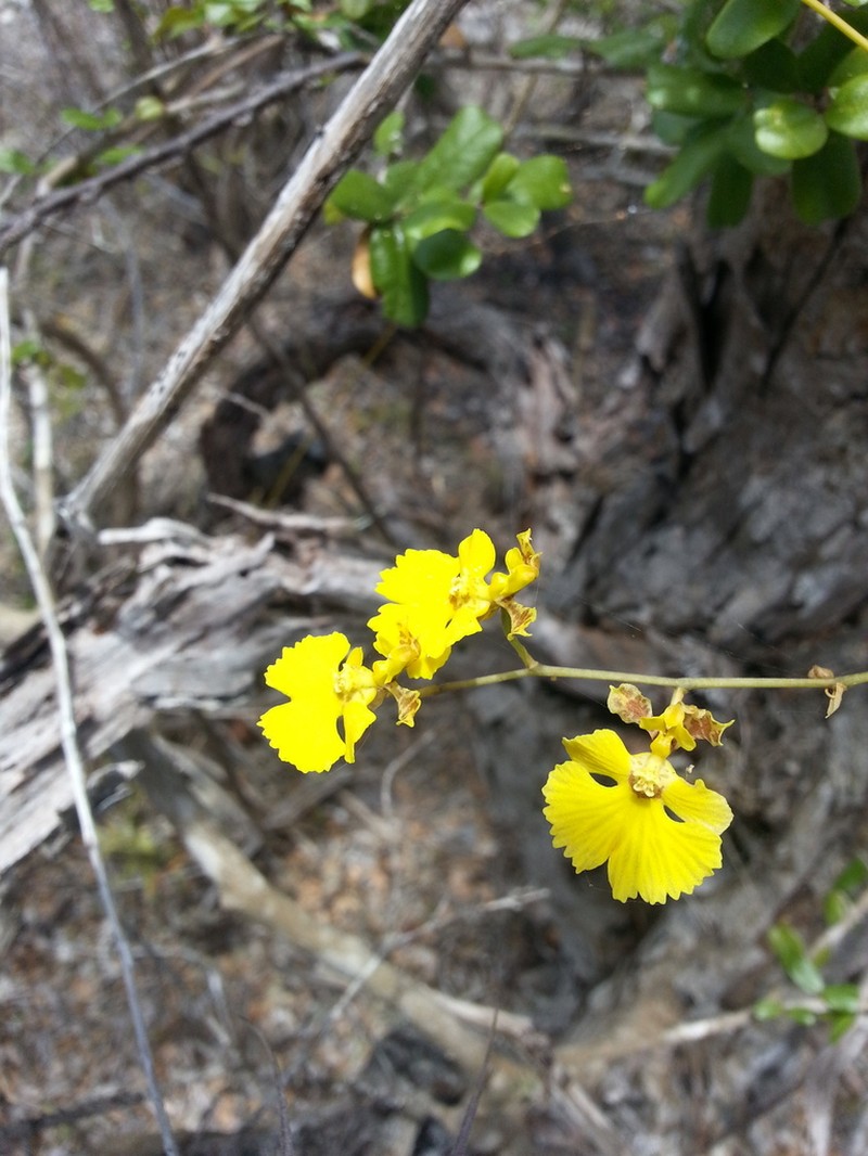 Tropical Dancing-Lady Orchid photo 5