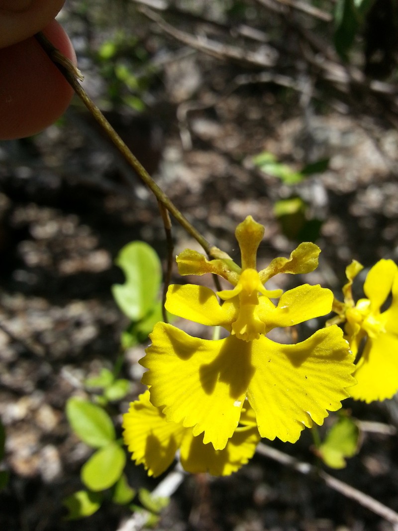 Tropical Dancing-Lady Orchid photo 6