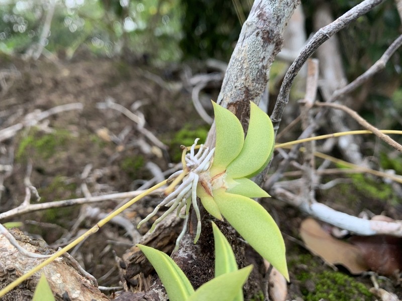 Tropical Dancing-Lady Orchid photo 7