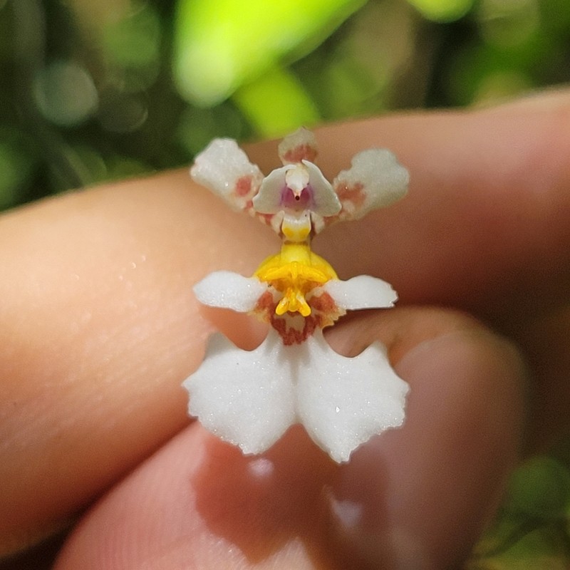 Harlequin Dancing-Lady Orchid photo 2