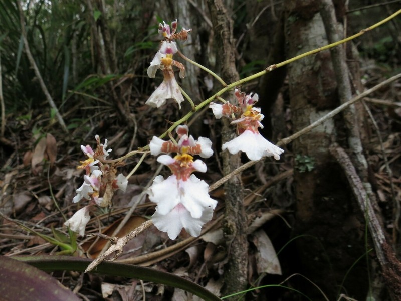 Harlequin Dancing-Lady Orchid photo 6