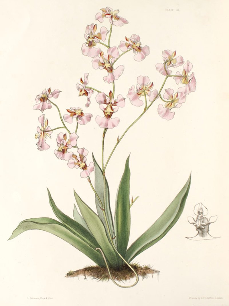 Harlequin Dancing-Lady Orchid