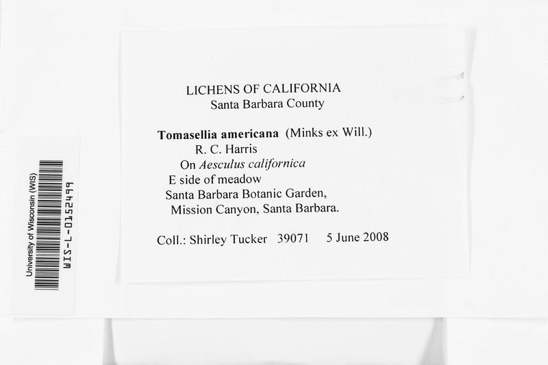 American Tomasellia Lichen photo 2