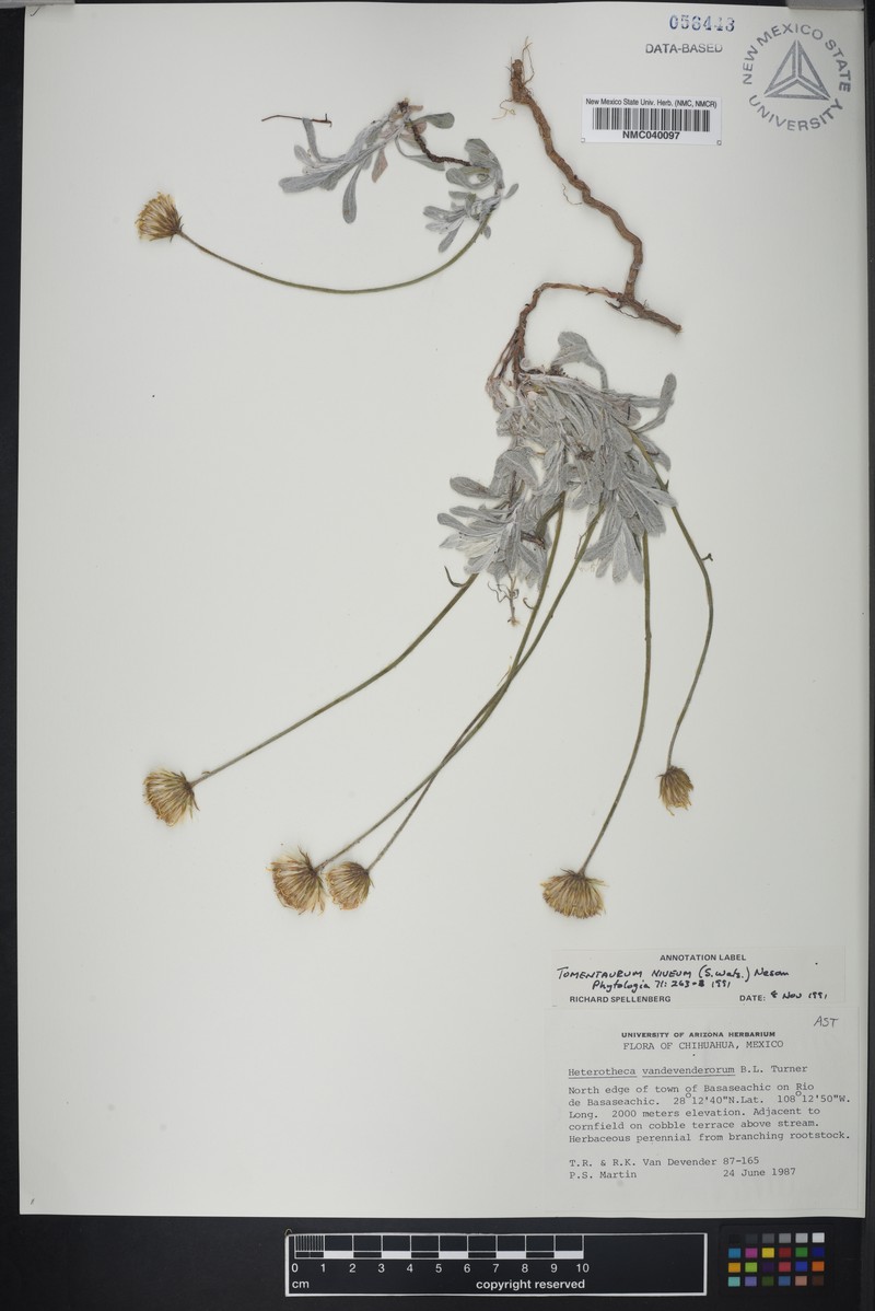 Tomentaurum niveum