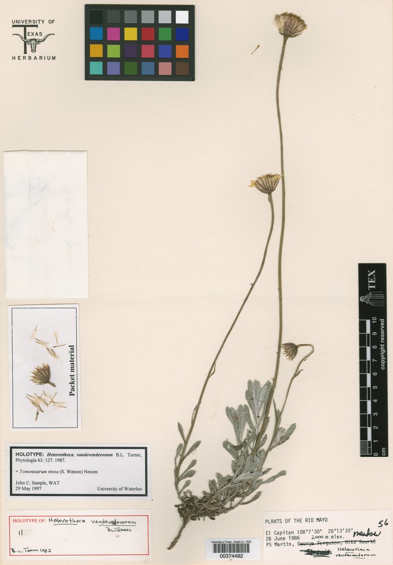 Tomentaurum niveum photo 2