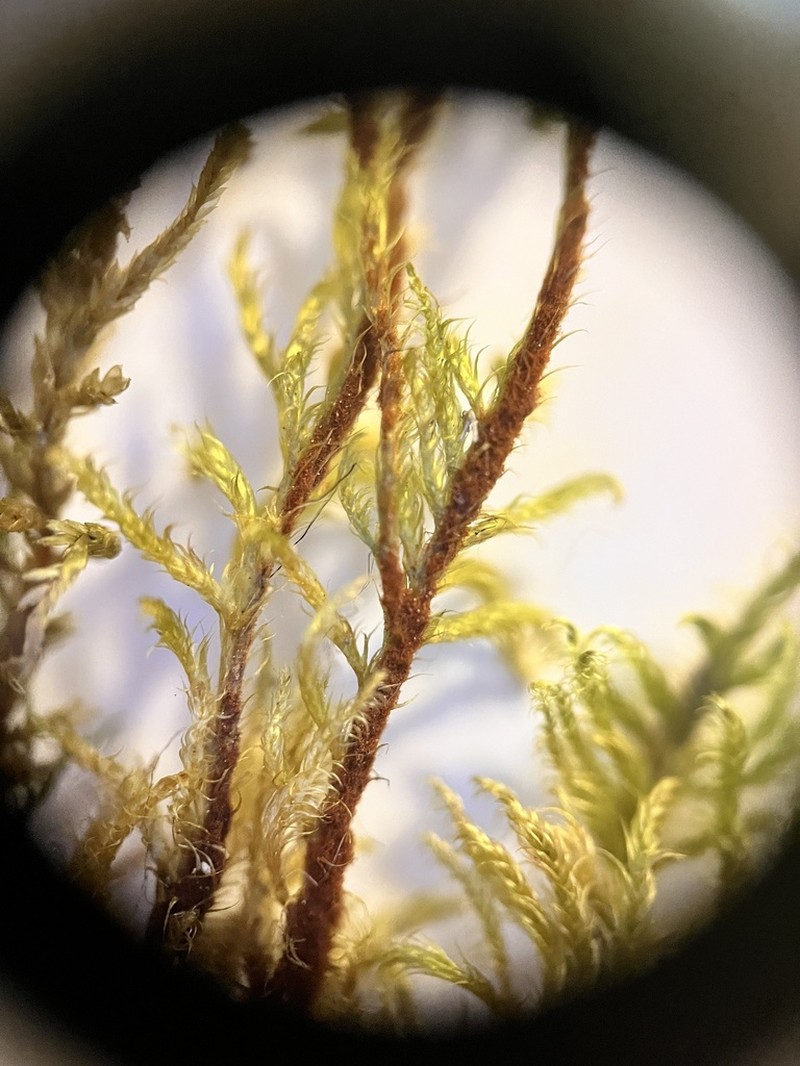 Sickleleaf Tomentypnum Moss