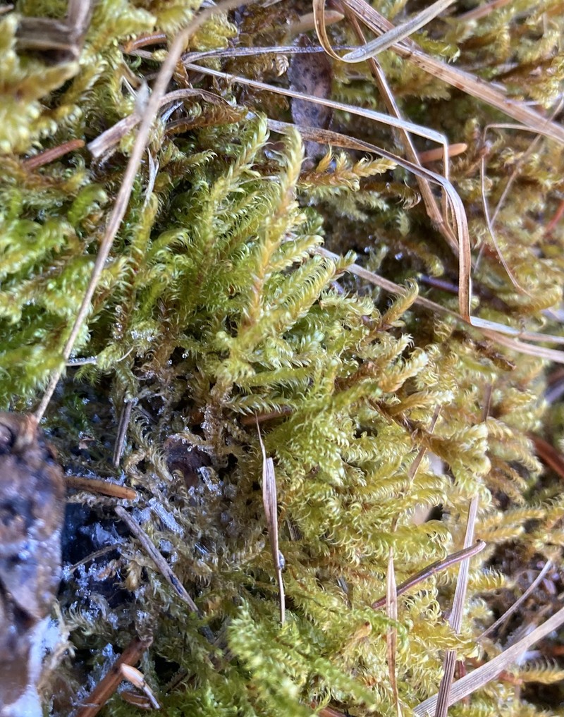 Sickleleaf Tomentypnum Moss photo 5