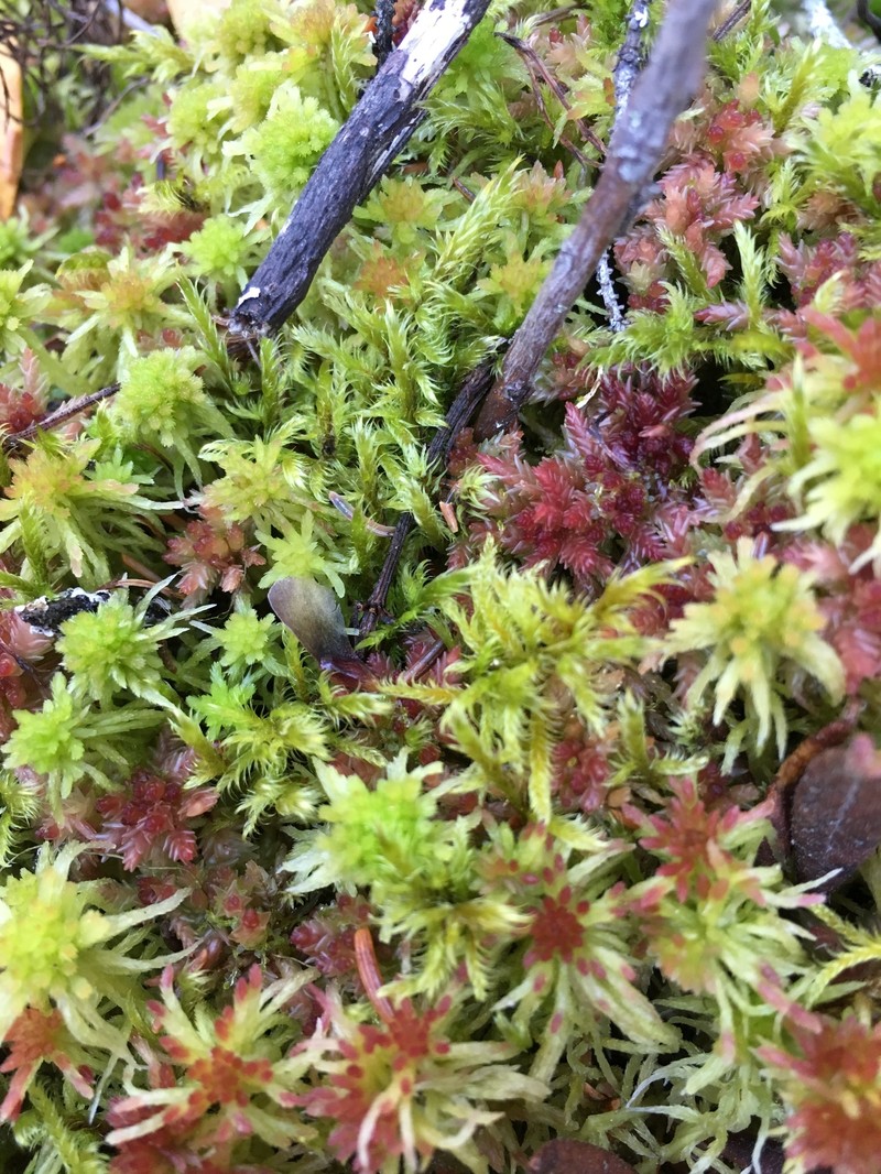 Sickleleaf Tomentypnum Moss photo 6