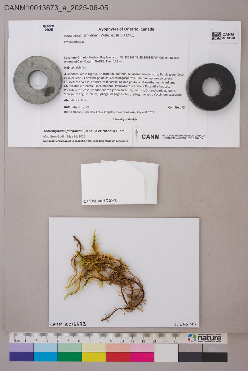Sickleleaf Tomentypnum Moss photo 7