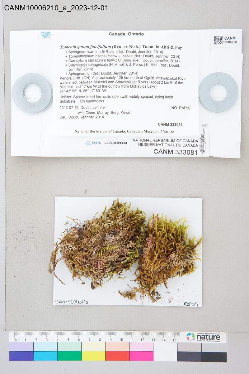 Sickleleaf Tomentypnum Moss photo 8