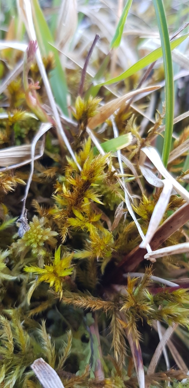 Tomentypnum Moss
