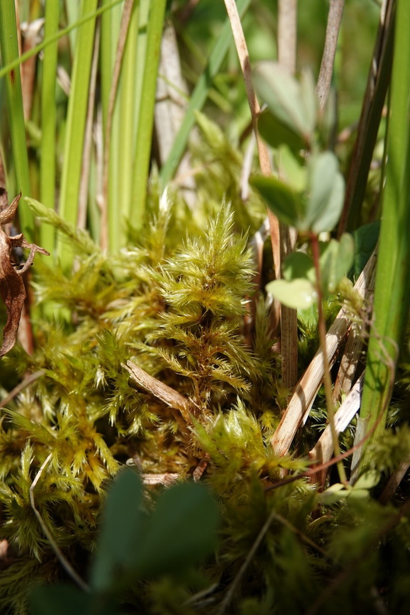 Tomentypnum Moss photo 2