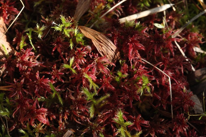Tomentypnum Moss photo 3