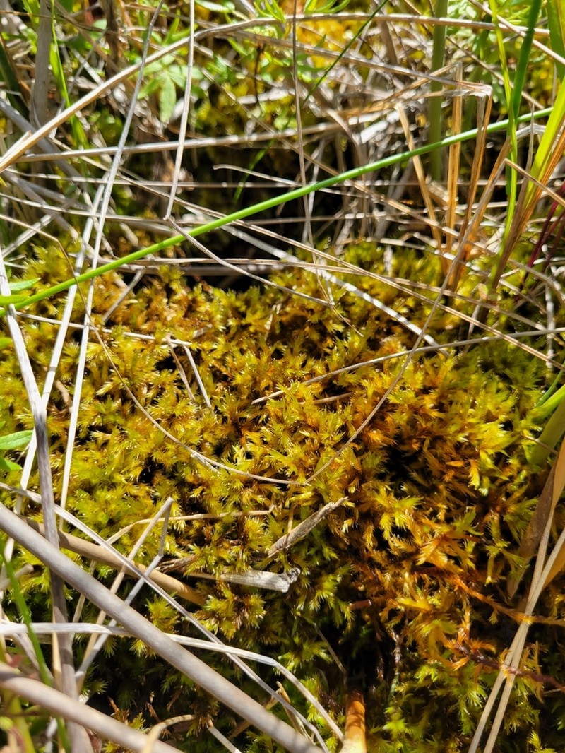 Tomentypnum Moss photo 4